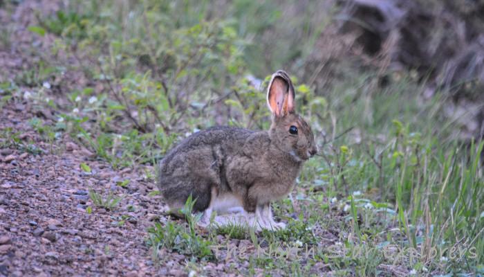 snowshoe rabbit