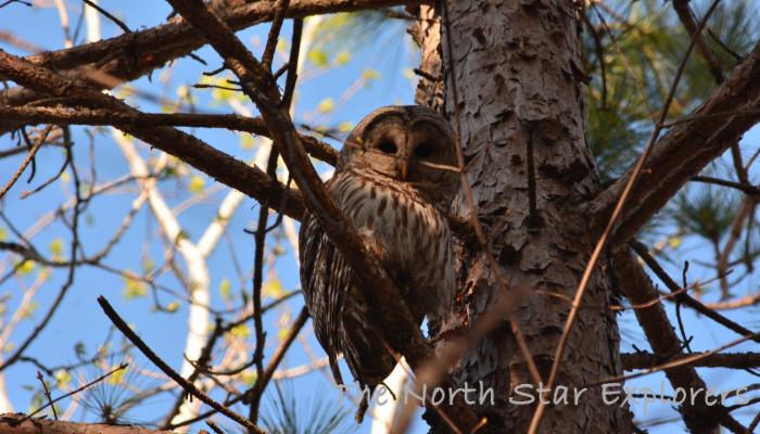 Owl sitting in Pine Tree